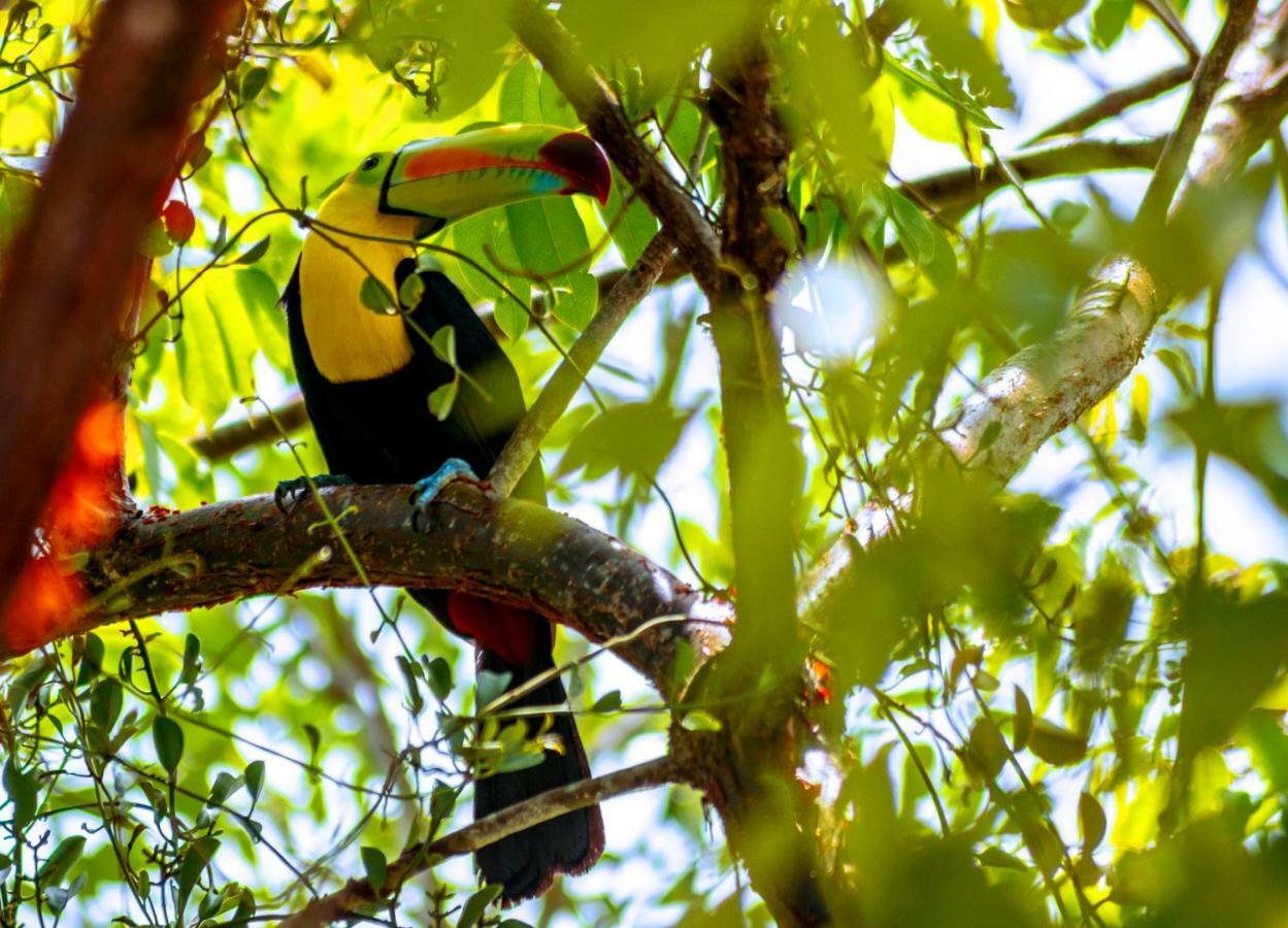 Ecolodge El Sombrero Laguna Yaxha Bagian luar foto
