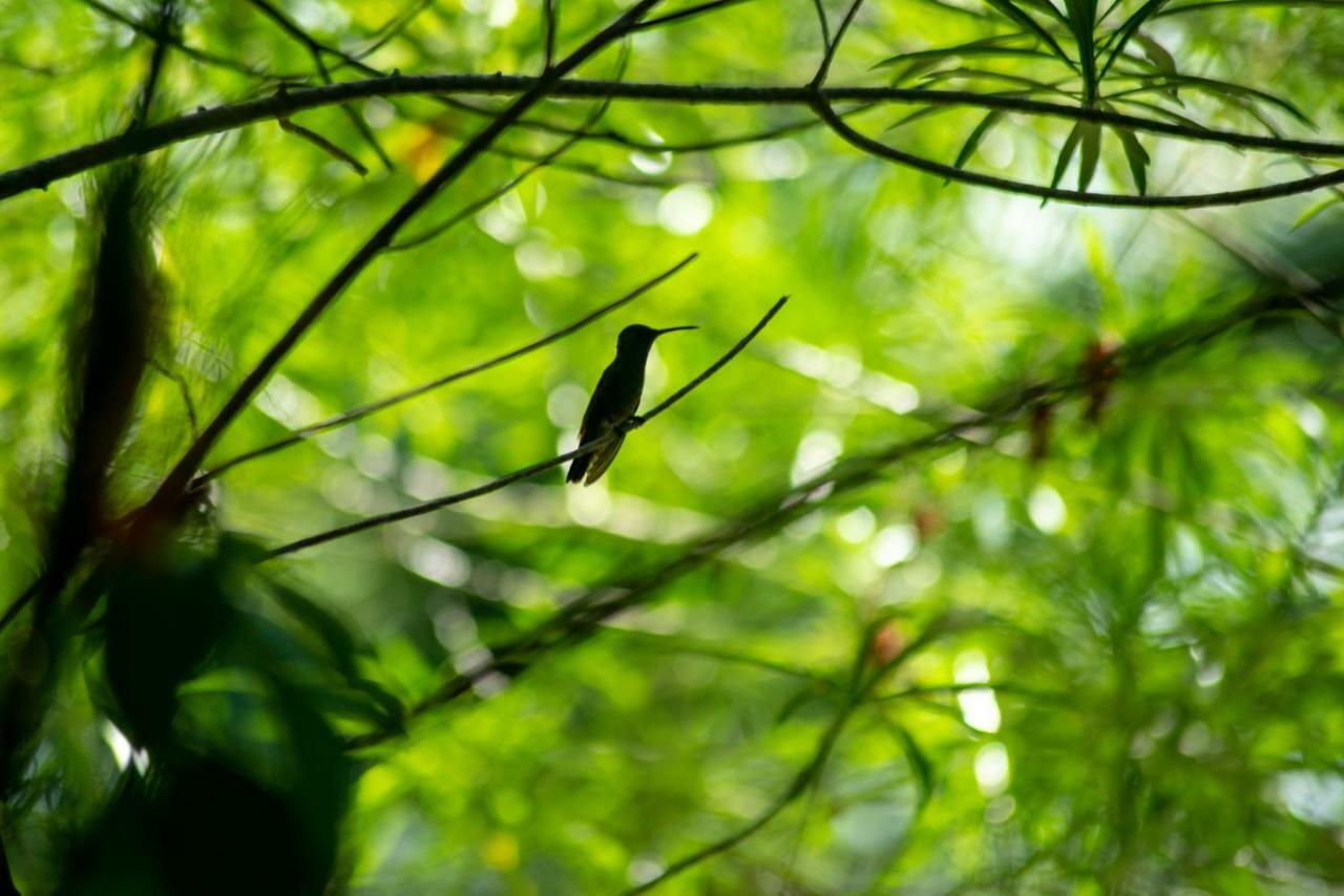 Ecolodge El Sombrero Laguna Yaxha Bagian luar foto